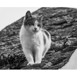 Crédence en verre imprimé chat